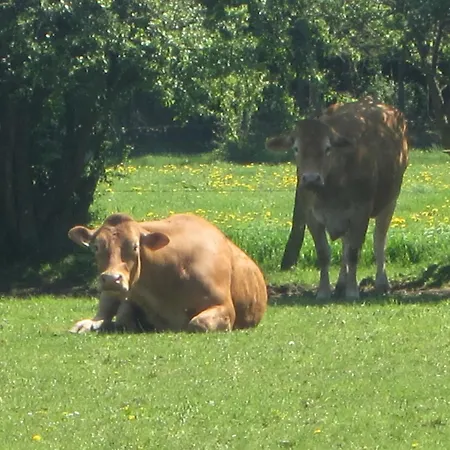 In The Heart Of The Ardennes Woods *